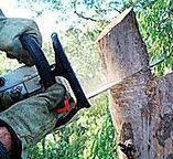 How Our Tree Care Process Works  in  Memphis, TN
