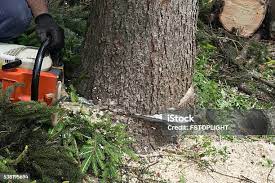 Best Tree Health Inspection  in Memphis, TN