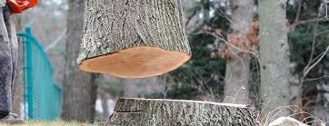 Best Tree Removal  in Memphis, TN
