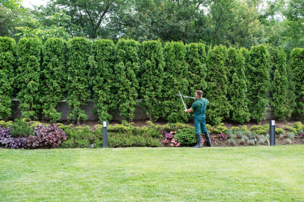 Lawn Renovation and Restoration in Memphis, TN