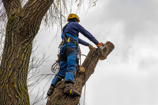 Best Root Management and Removal  in Memphis, TN