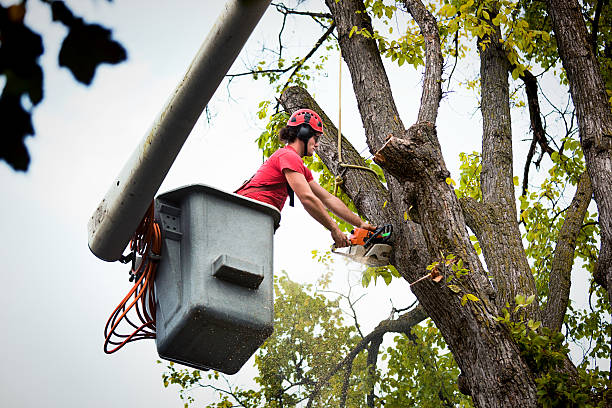  Memphis, TN Tree Removal Pros