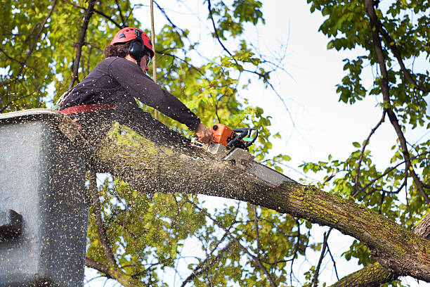 Best Aeration Services  in Memphis, TN