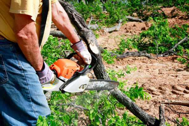 Best Lawn Disease Treatment  in Memphis, TN