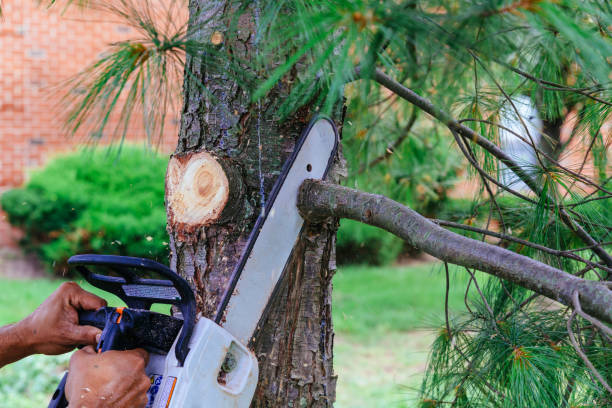 Best Tree Maintenance Programs  in Memphis, TN